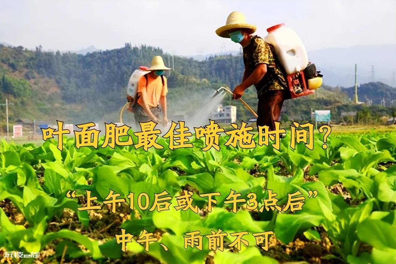 叶面肥什么时候打效果好(这样施叶面肥能达到最佳效果)-图片7